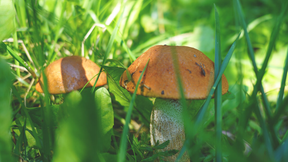 DSC08909_Unhide_Agroforestry.jpg