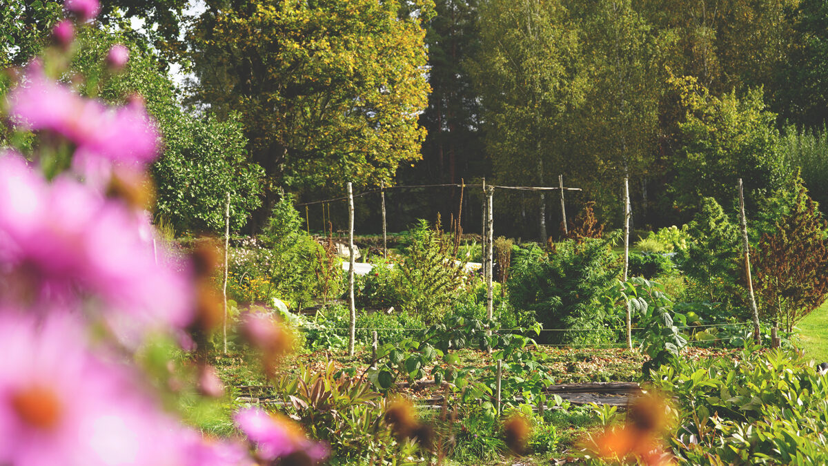 DSC09041_Unhide_Agroforestry_Agna_saimnieciba.jpg