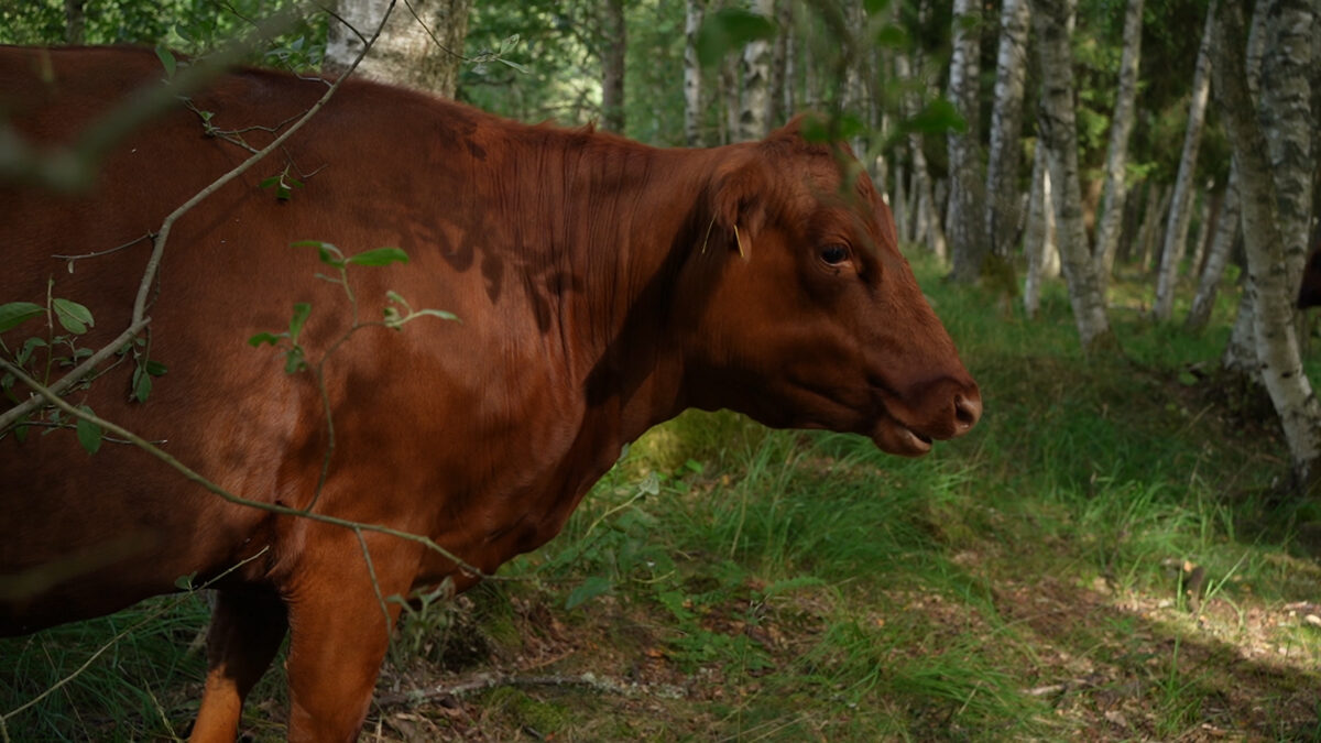 Forest_grazing_Regenerative_farming_agroforestry.jpg