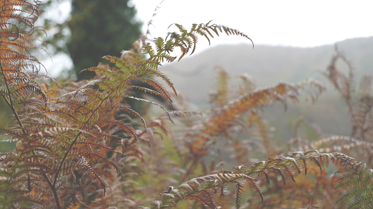 Le_Casine_Chestnut_orchard_110.jpg