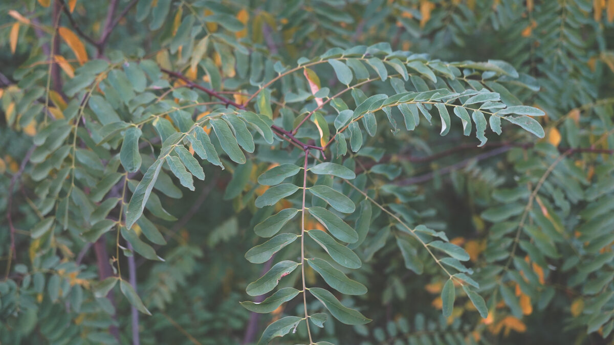 Le_Casine_Chestnut_orchard_115b.jpg