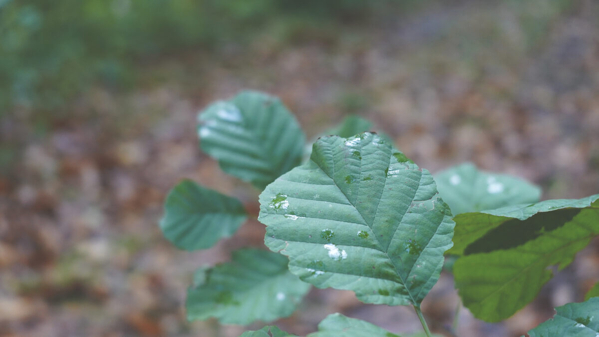 Le_Casine_Chestnut_orchard_118.jpg