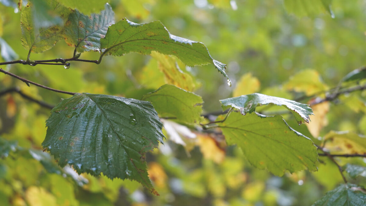 Le_Casine_Chestnut_orchard_119.jpg