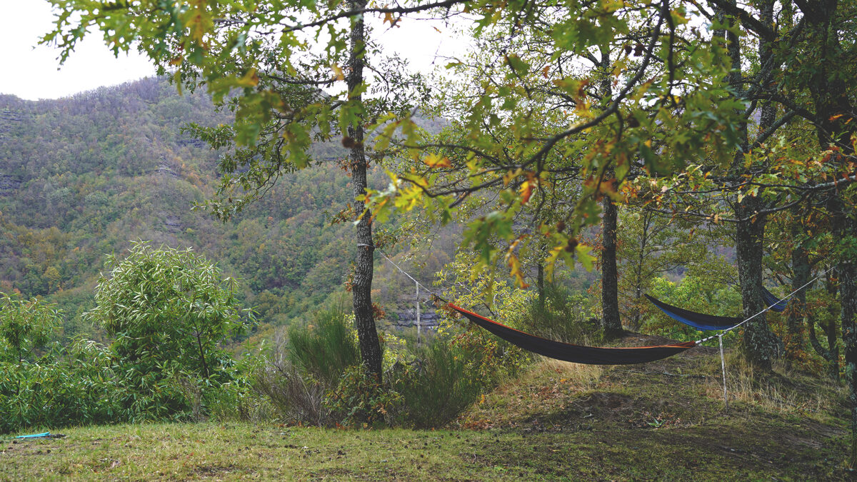 Le_Casine_Chestnut_orchard_25.jpg