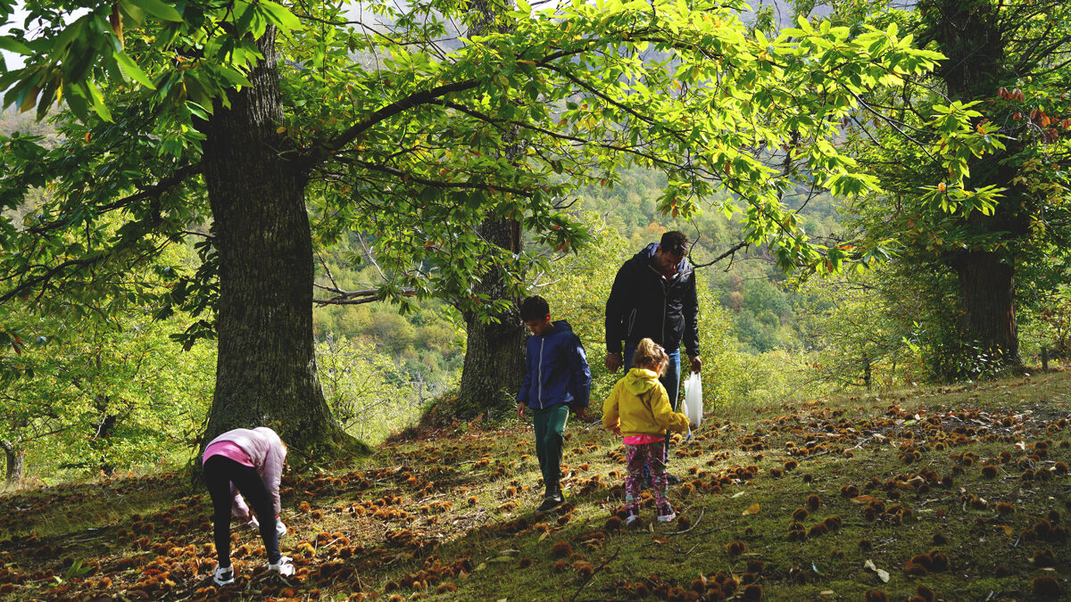 Le_Casine_Chestnut_orchard_32.jpg