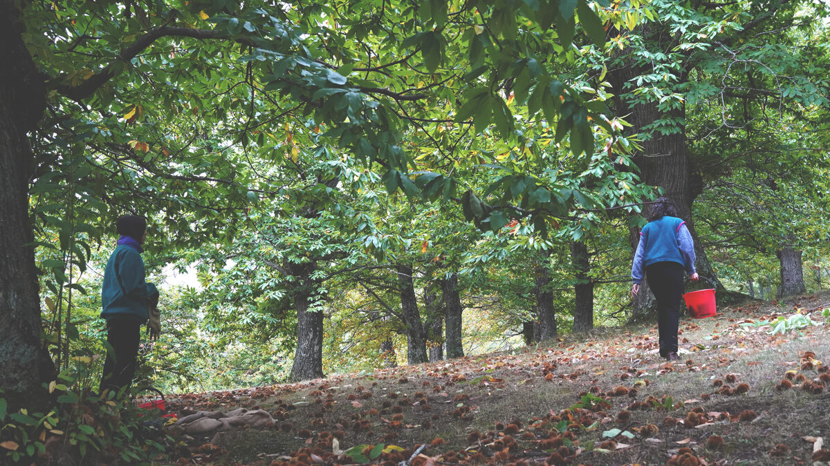 Le_Casine_Chestnut_orchard_34.jpg