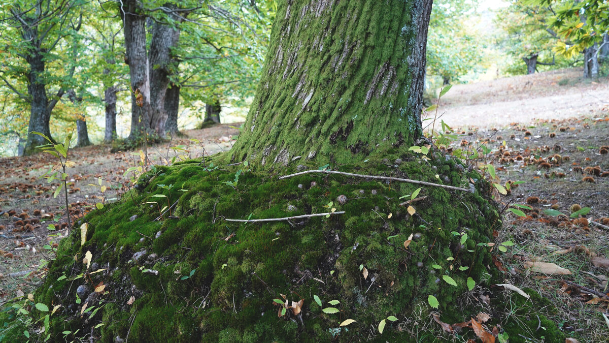 Le_Casine_Chestnut_orchard_56.jpg