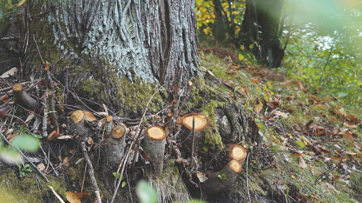 Le_Casine_Chestnut_orchard_59.jpg