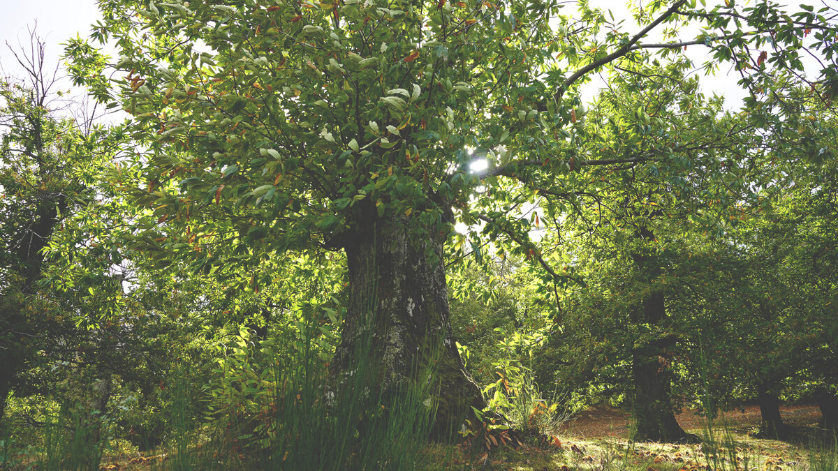 Le_Casine_Chestnut_orchard_83.jpg