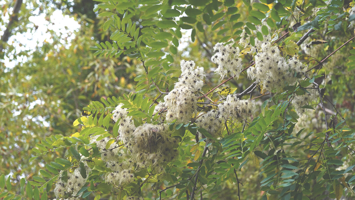 Le_Casine_Chestnut_orchard__133.jpg