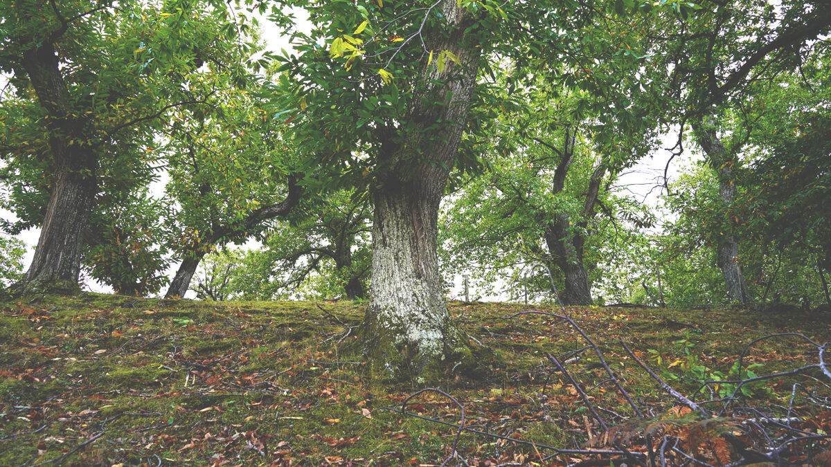 Le_Casine_Chestnut_orchard__67.jpg