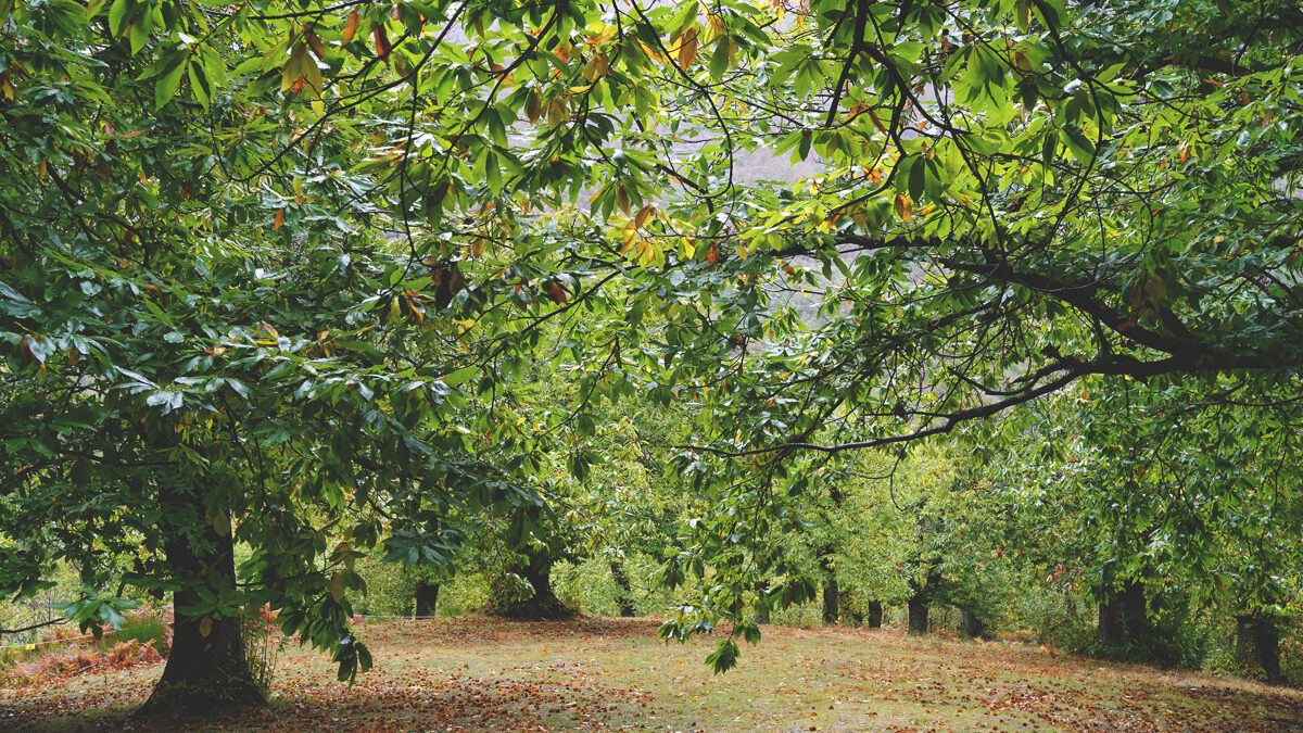 Le_Casine_Chestnut_orchard__92.jpg