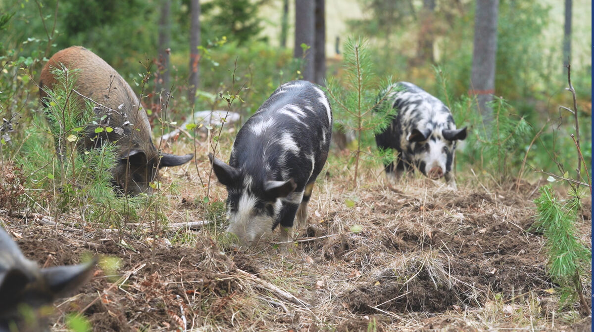 Pigs_in_the_forest.jpg