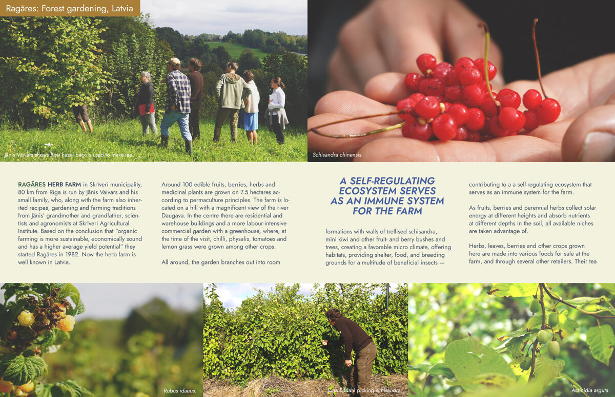 UNHIDE_Agroforestry_Ragares_Forest_gardening_Latvia_40-41.jpg