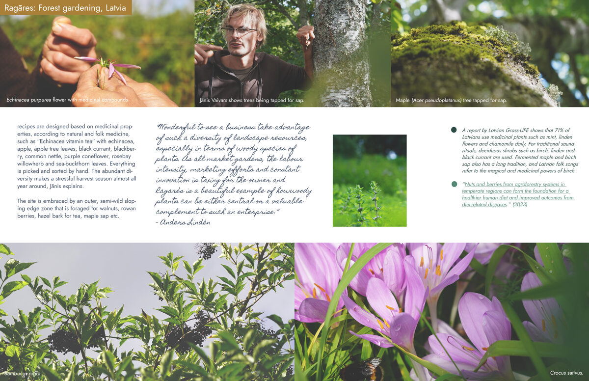 UNHIDE_Agroforestry_Ragares_Forest_gardening_Latvia_42-43.jpg