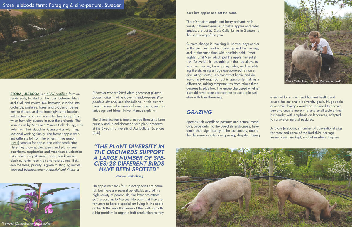 UNHIDE_Agroforestry_Silvopasture_Stora_Juleboda_farm_24-25-1.jpg