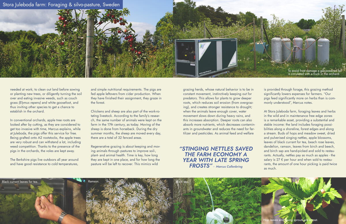 UNHIDE_Agroforestry_Silvopasture_Stora_Juleboda_farm_26-27.jpg