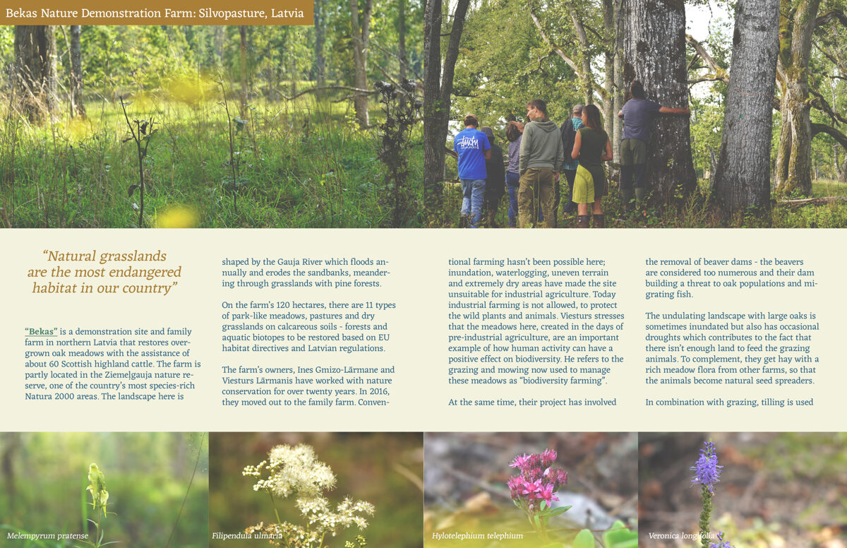 UNHIDE_Agroforestry_booklet_Bekas_tree_meadow_grazing_biodiversity.jpg