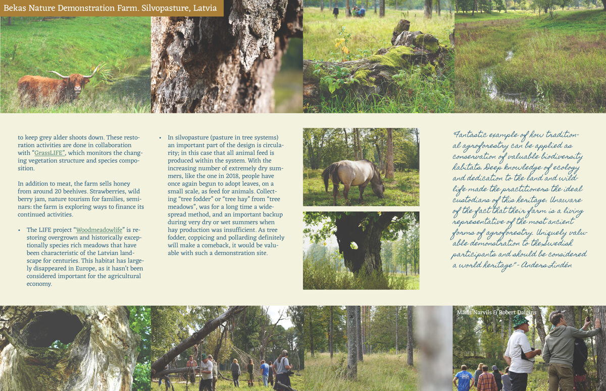 UNHIDE_Agroforestry_booklet_Bekas_tree_meadow_grazing_biodiversity2.jpg