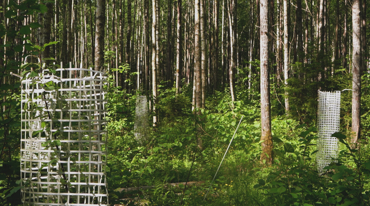 Vadakste_biodiversity_forest_Unhide_agroforestry__2_.jpg