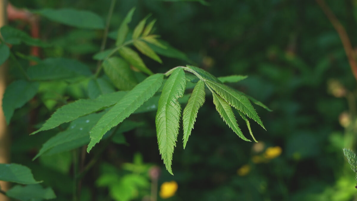 black_walnut_Vadakste_Biodiversity_Forest.jpg