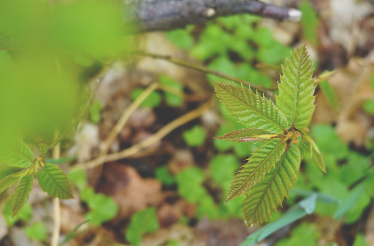 sweet_chestnut_agroforestry.jpg